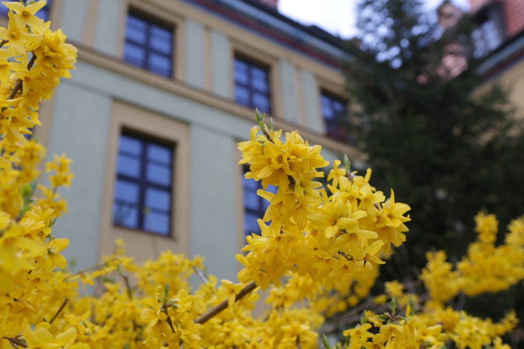 budynek Instytutu Studiów Międzynarodowych i Bezpieczeństwa wiosną